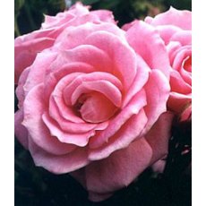 Rose 'Carefree Days' 3Ldp Rose 'Carefree Days' 3Ldp