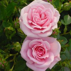 Rose 'Diamond Wishes' 3Ldp Rose 'Diamond Wishes' 3Ldp