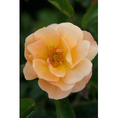 Rose 'Flower Carpet Amber' 3Ldp Rose 'Flower Carpet Amber' 3Ldp