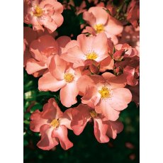 Rose 'Flower Carpet Coral' 3Ldp Rose 'Flower Carpet Coral' 3Ldp