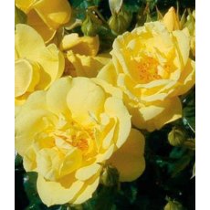 Rose 'Flower Carpet Gold' 3Ldp Rose 'Flower Carpet Gold' 3Ldp