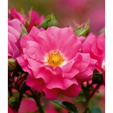 Rose 'Flower Carpet Pink' 3Ldp Rose 'Flower Carpet Pink' 3Ldp
