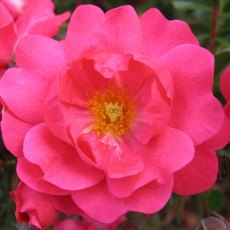 Rose 'Flower Carpet Pink Supreme' 3Ldp Rose 'Flower Carpet Pink Supreme' 3Ldp