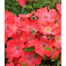 Rose 'Flower Carpet Sunset' 3Ldp Rose 'Flower Carpet Sunset' 3Ldp