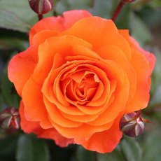 Rose 'For You With Love' 3Ldp Rose 'For You With Love' 3Ldp