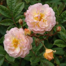 Rose 'Ghislaine De Feilgonde' 4Ldp Rose 'Ghislaine De Feilgonde' 4Ldp