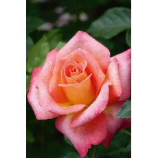 Rose 'Inspiration' 3Ldp Rose 'Inspiration' 3Ldp