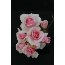 Rose 'Let There Be Love' 3Ldp Rose 'Let There Be Love' 3Ldp