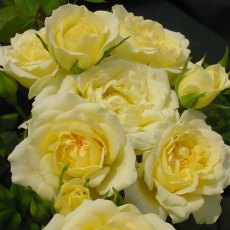 Rose 'Our Dream' 3Ldp Rose 'Our Dream' 3Ldp