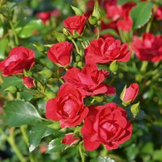 Rose 'Flower Carpet Cherry' 3Ldp Rose 'Flower Carpet Cherry' 3Ldp