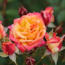 Rose 'Little Sunset' 3Ldp Rose 'Little Sunset' 3Ldp