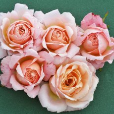 Rose 'Peachy' 3Ldp Rose 'Peachy' 3Ldp