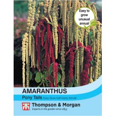 Amaranthus Pony Tails Amaranthus Pony Tails