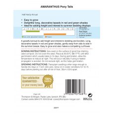 Amaranthus Pony Tails Amaranthus Pony Tails