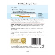 Calendula Candyman Orange Calendula Candyman Orange