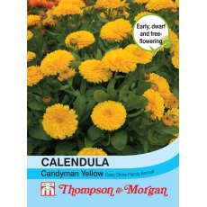 Calendula Candyman Yellow Calendula Candyman Yellow