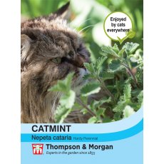 Catmint Catmint