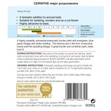 Cerinthe major purpurascens Cerinthe major purpurascens
