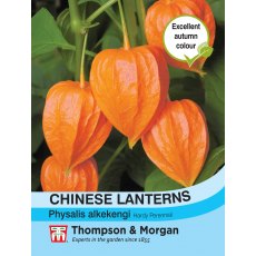 Chinese Lanterns (Physalis gigantea) Chinese Lanterns (Physalis gigantea)