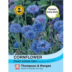 Cornflower Dwarf Jubilee Gem Cornflower Dwarf Jubilee Gem