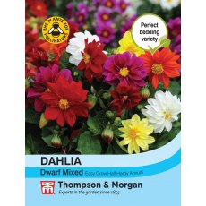 Dahlia Dwarf Mixed Dahlia Dwarf Mixed