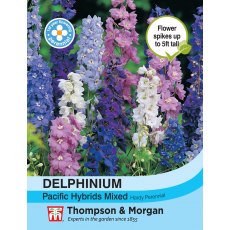 Delphinium Pacific Hybrids Mixed Delphinium Pacific Hybrids Mixed