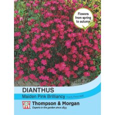 Dianthus Maiden Pink Brilliancy Dianthus Maiden Pink Brilliancy