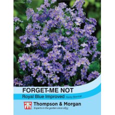 Forget-me-not Royal Blue Improved Forget-me-not Royal Blue Improved