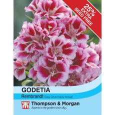 Godetia Rembrandt Godetia Rembrandt