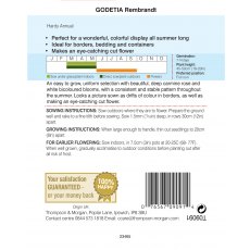 Godetia Rembrandt Godetia Rembrandt