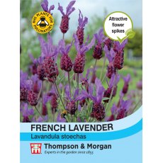 Lavender French Lavender French