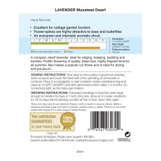 Lavender Munstead Dwarf Lavender Munstead Dwarf