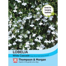 Lobelia (Trailing) White Cascade Lobelia (Trailing) White Cascade