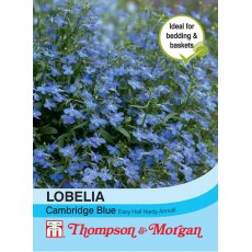 Lobelia Cambridge Blue Lobelia Cambridge Blue