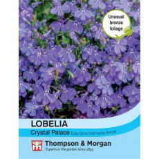 Lobelia Crystal Palace Lobelia Crystal Palace