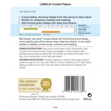 Lobelia Crystal Palace Lobelia Crystal Palace