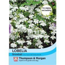 Lobelia Snowball Lobelia Snowball