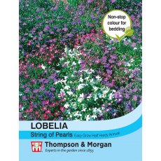 Lobelia String of Pearls Mixed Lobelia String of Pearls Mixed