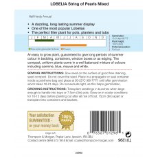 Lobelia String of Pearls Mixed Lobelia String of Pearls Mixed