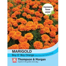 Marigold Boy O Boy Orange (French) Marigold Boy O Boy Orange (French)