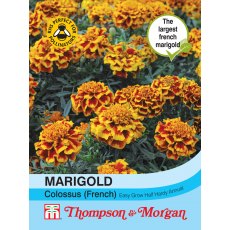 Marigold Colossus Marigold Colossus