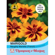 Marigold Naughty Marietta (French) Marigold Naughty Marietta (French)