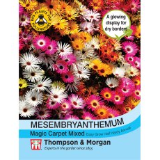 Mesembryanthemum Magic Carpet Mixed Mesembryanthemum Magic Carpet Mixed