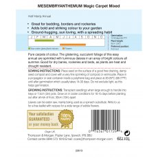 Mesembryanthemum Magic Carpet Mixed Mesembryanthemum Magic Carpet Mixed