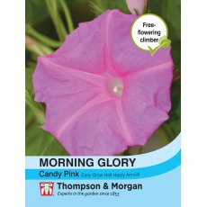 Morning Glory Candy Pink Morning Glory Candy Pink
