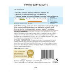 Morning Glory Candy Pink Morning Glory Candy Pink