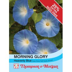 Morning Glory Heavenly Blue (Ipomoea) Morning Glory Heavenly Blue (Ipomoea)