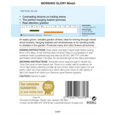 Morning Glory Mixed Colours Morning Glory Mixed Colours