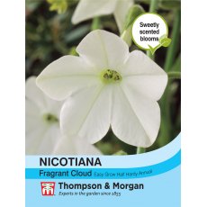 Nicotiana Fragrant Cloud Nicotiana Fragrant Cloud