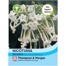 Nicotiana sylvestris Nicotiana sylvestris
